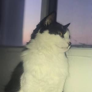 Meet your Posher, Alexa